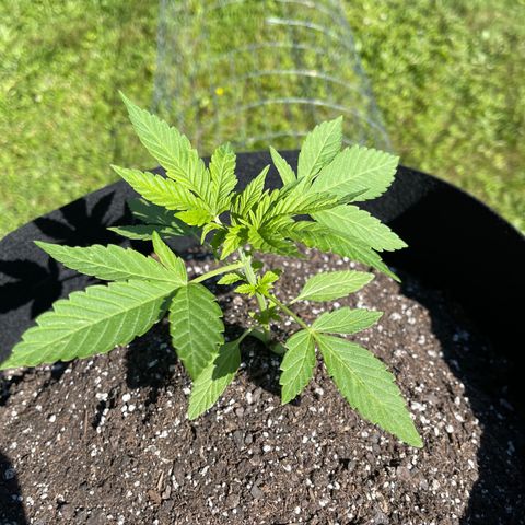  Laughing Buddha  growlog timeline photo