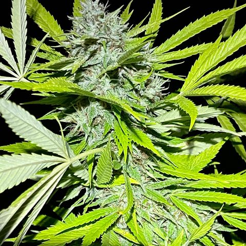 Laughing Buddha  growlog timeline photo