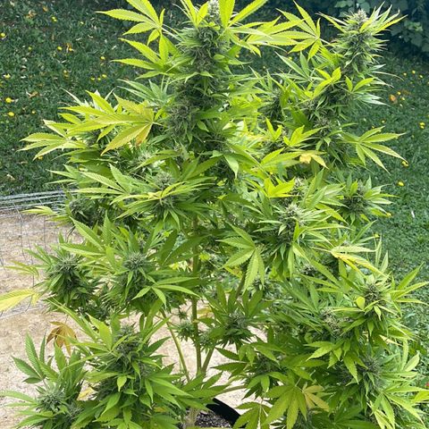  Laughing Buddha  growlog timeline photo