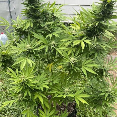  Laughing Buddha  growlog timeline photo
