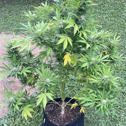  Laughing Buddha  growlog timeline photo