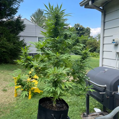  Laughing Buddha  growlog timeline photo