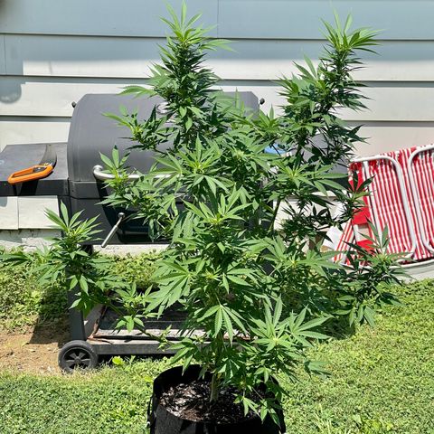  Laughing Buddha  growlog timeline photo