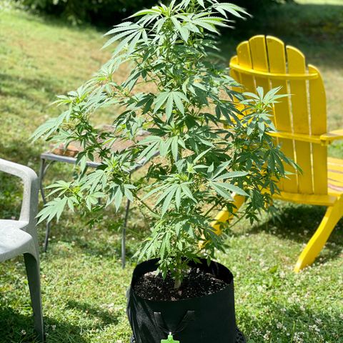  Laughing Buddha  growlog timeline photo