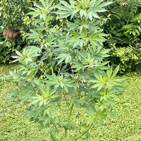  Laughing Buddha  growlog timeline photo