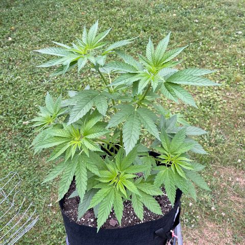  Laughing Buddha  growlog timeline photo