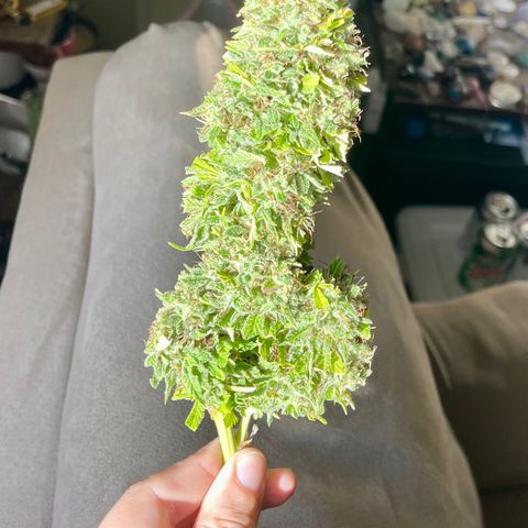  Laughing Buddha  growlog timeline photo