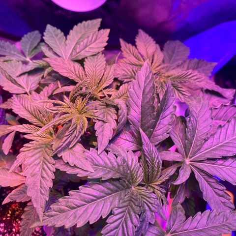 Purple Haze growlog timeline photo