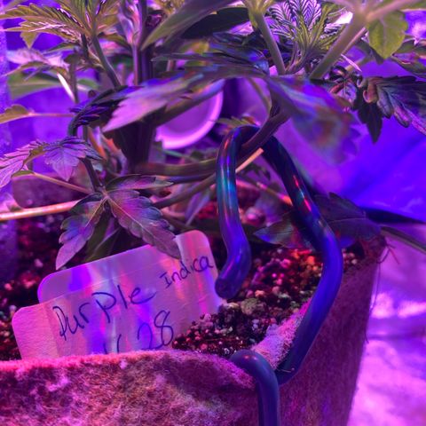 Purple Haze growlog timeline photo