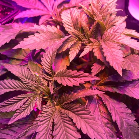 Purple Haze growlog timeline photo