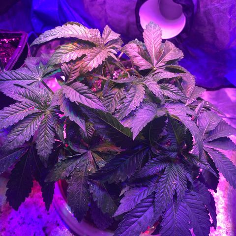 Purple Haze growlog timeline photo
