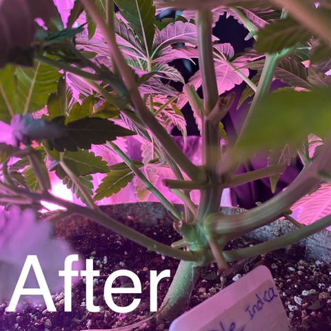 Purple Haze growlog timeline photo