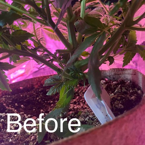 Purple Haze growlog timeline photo