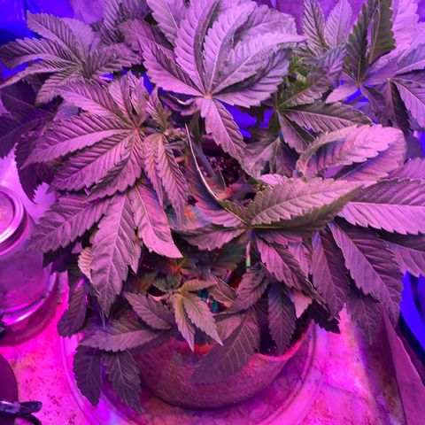 Purple Haze growlog timeline photo