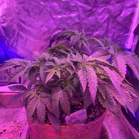 Purple Haze growlog timeline photo