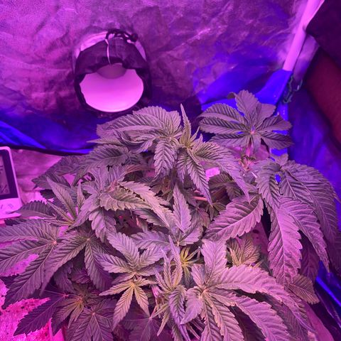 Purple Haze growlog timeline photo