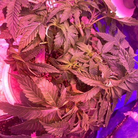 Purple Haze growlog photo: Super Cropping 