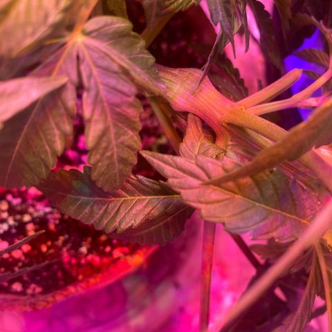 Purple Haze growlog photo: Super Cropping 