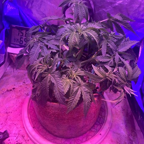 Purple Haze growlog photo: L.S.T Training 
