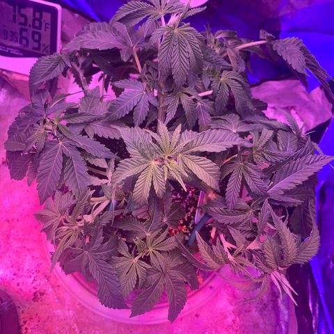 Purple Haze growlog photo: L.S.T Training 