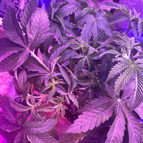 Purple Haze growlog photo: L.S.T Training 