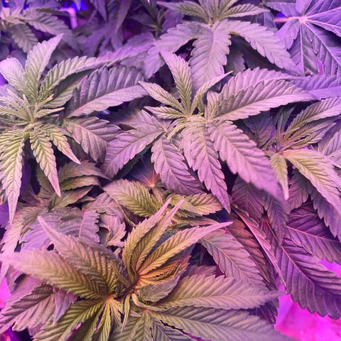 Purple Haze growlog timeline photo