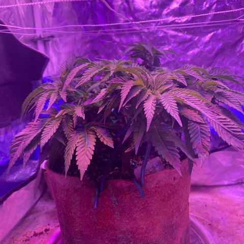 Purple Haze growlog timeline photo