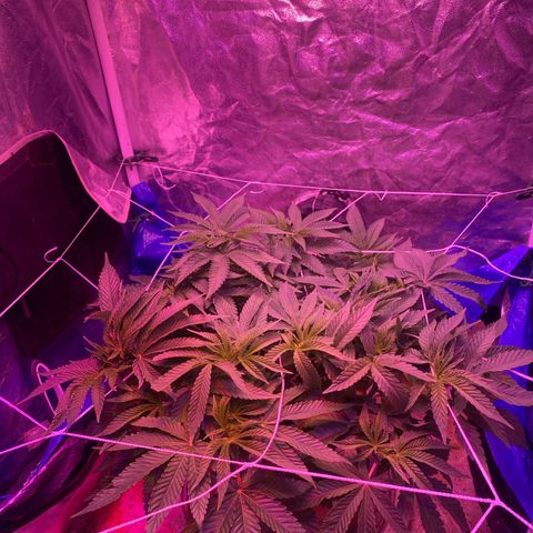 Purple Haze growlog timeline photo