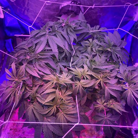 Purple Haze growlog timeline photo