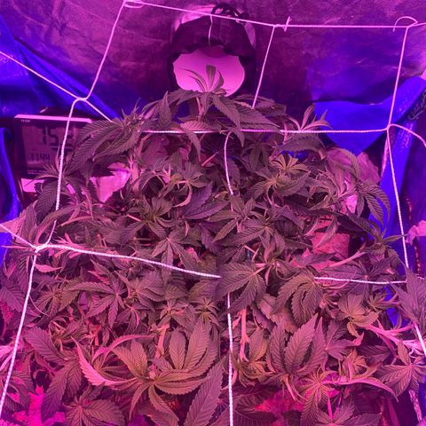 Purple Haze growlog photo: Super Cropping 