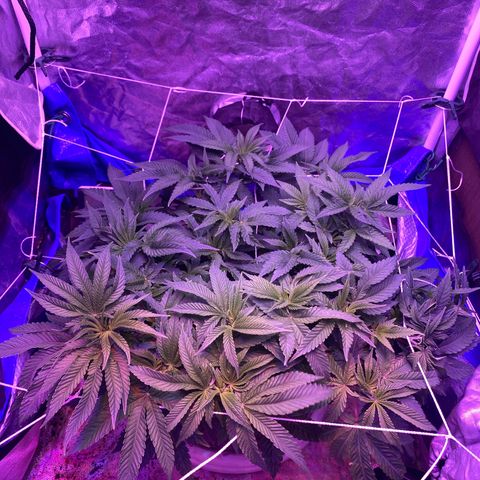 Purple Haze growlog timeline photo