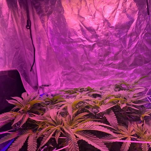 Purple Haze growlog timeline photo