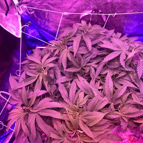 Purple Haze growlog timeline photo