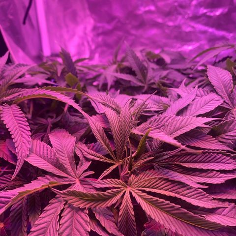 Purple Haze growlog timeline photo
