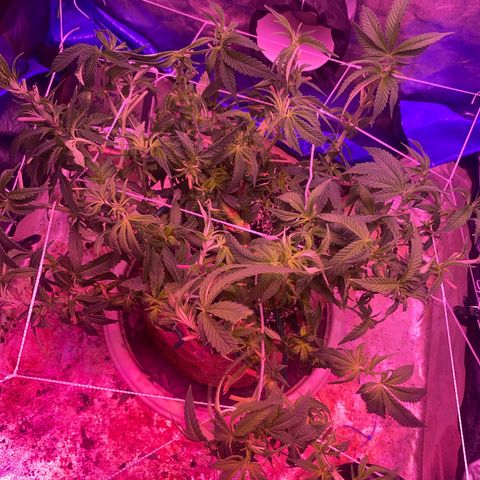 Purple Haze growlog timeline photo