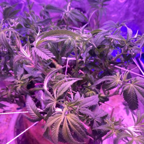 Purple Haze growlog timeline photo
