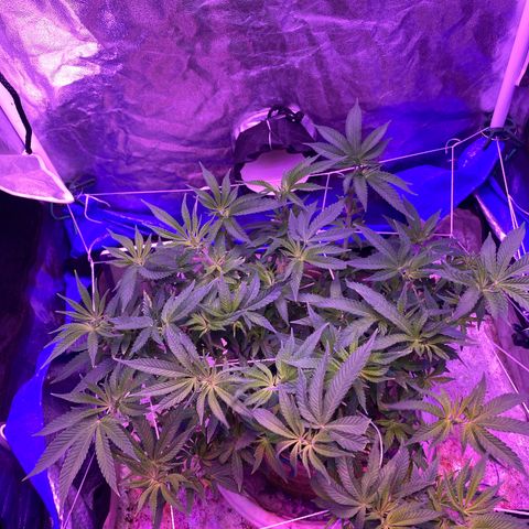 Purple Haze growlog timeline photo