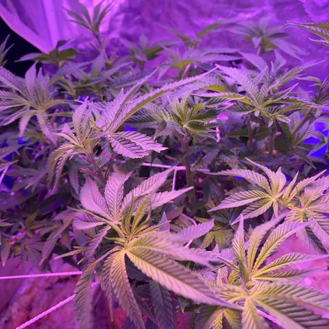 Purple Haze growlog timeline photo