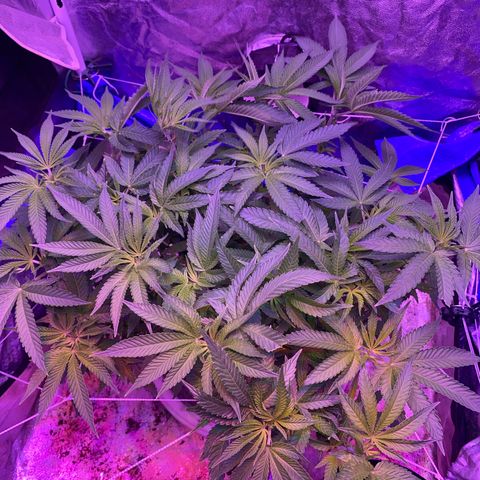 Purple Haze growlog timeline photo