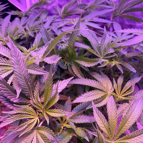 Purple Haze growlog timeline photo