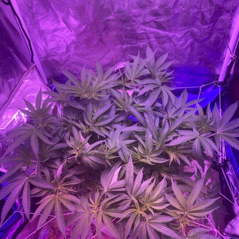 Purple Haze growlog timeline photo