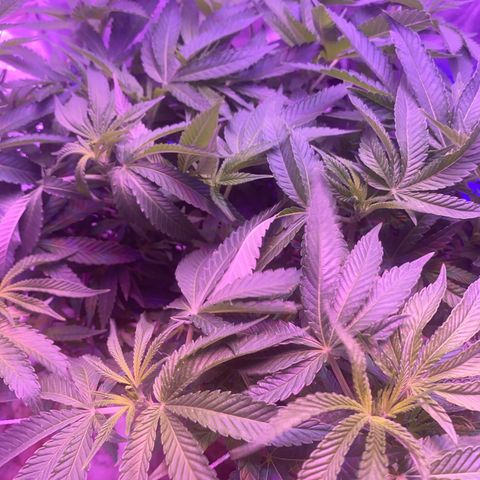 Purple Haze growlog timeline photo