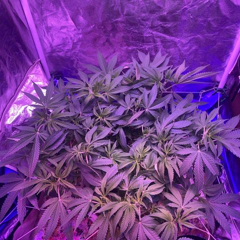 Purple Haze growlog timeline photo