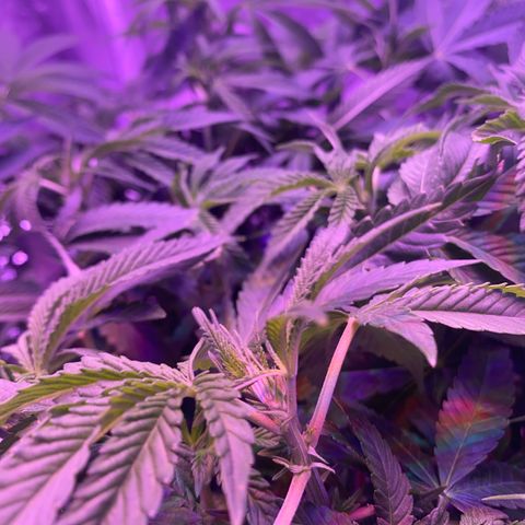 Purple Haze growlog timeline photo