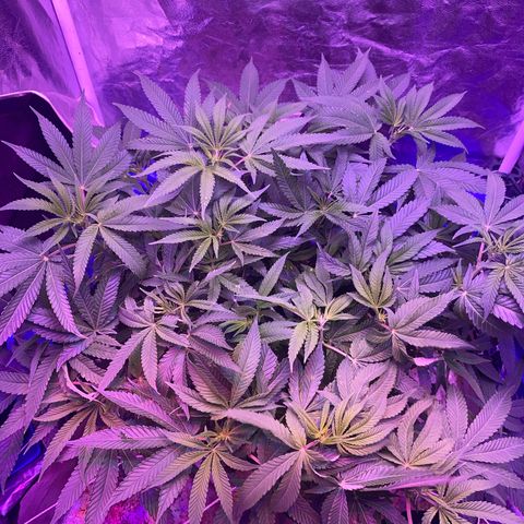 Purple Haze growlog timeline photo