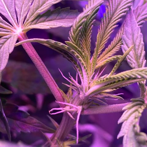 Purple Haze growlog timeline photo