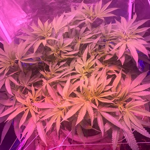 Purple Haze growlog timeline photo