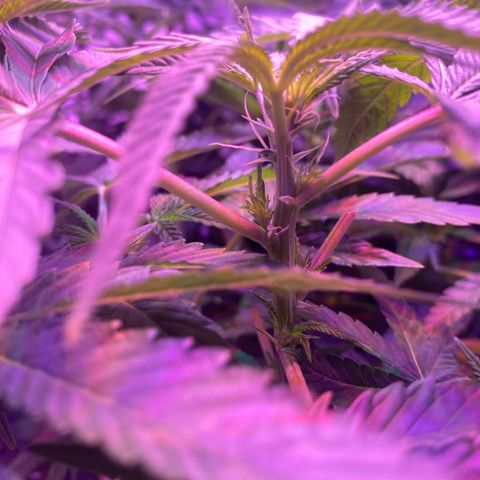 Purple Haze growlog timeline photo