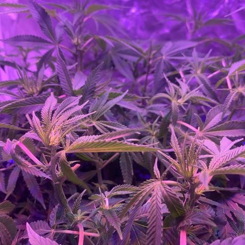 Purple Haze growlog timeline photo