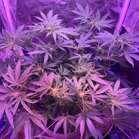 Purple Haze growlog timeline photo